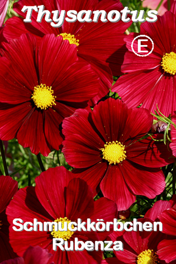 Schmuckkörbchen Rubenza (Cosmos bipinnatus 40 Korn
